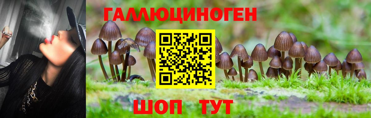 Галлюциногенные грибы прущие грибы  Вход с VPN  Зеленодольск  цена   Псилоцибиновые грибы Psilocybe 